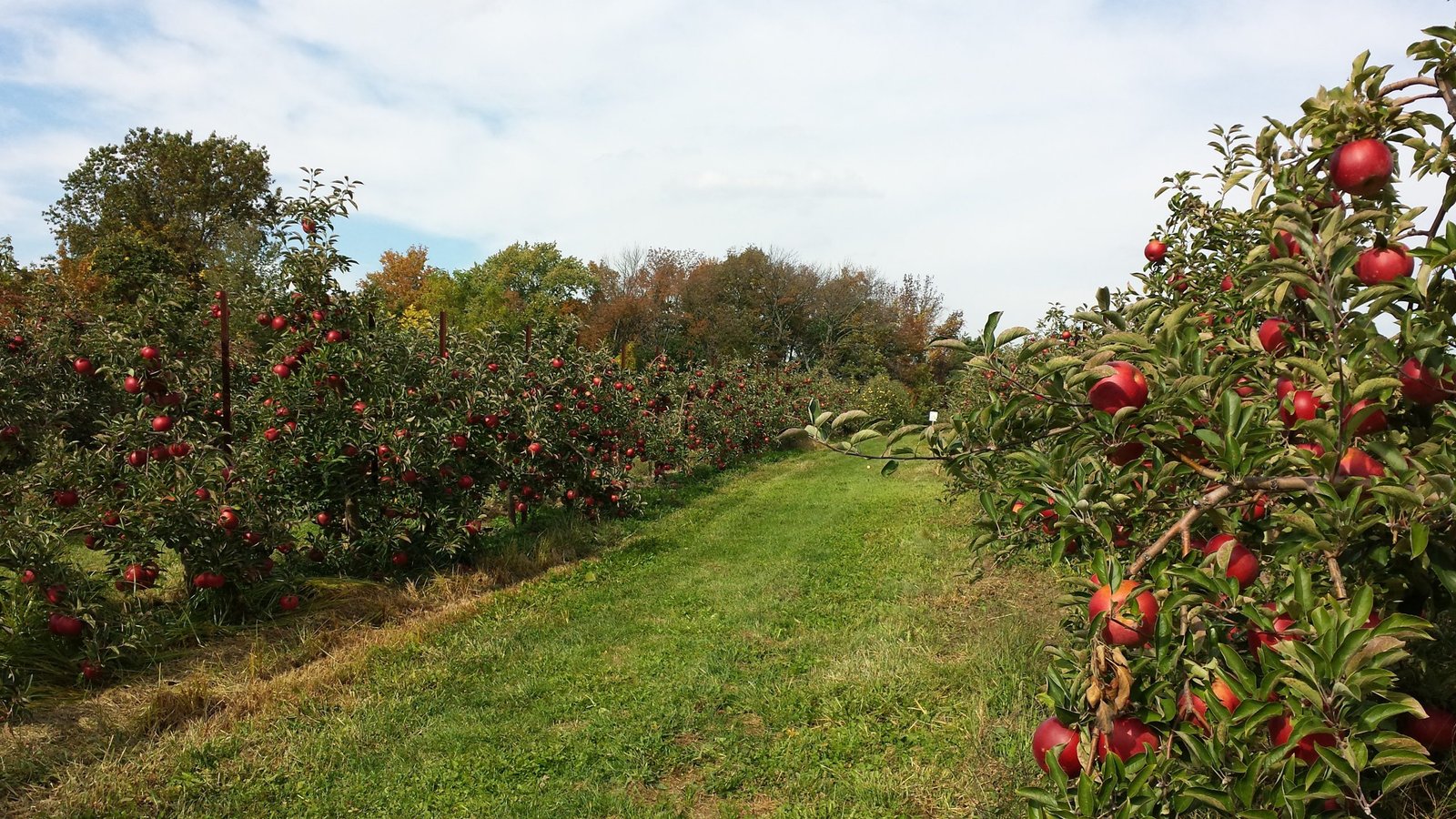 10 Best Apple Orchards in the US for Going Apple Picking - 2023